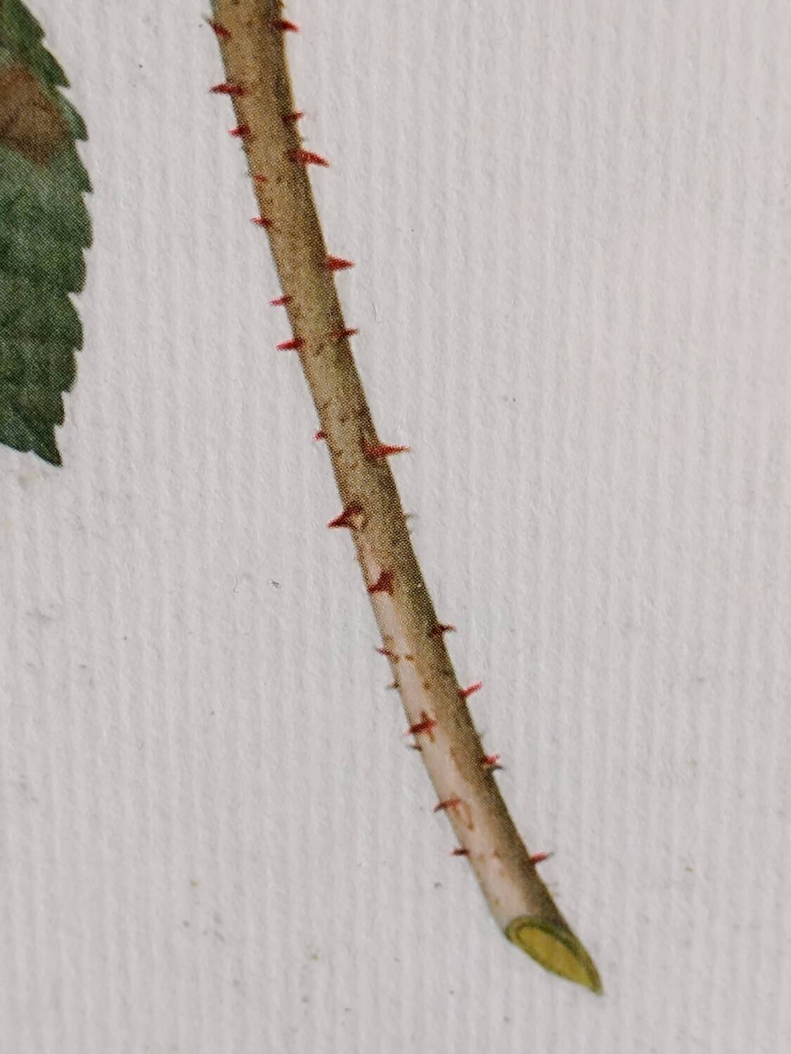 Botanical Rose Lithograph