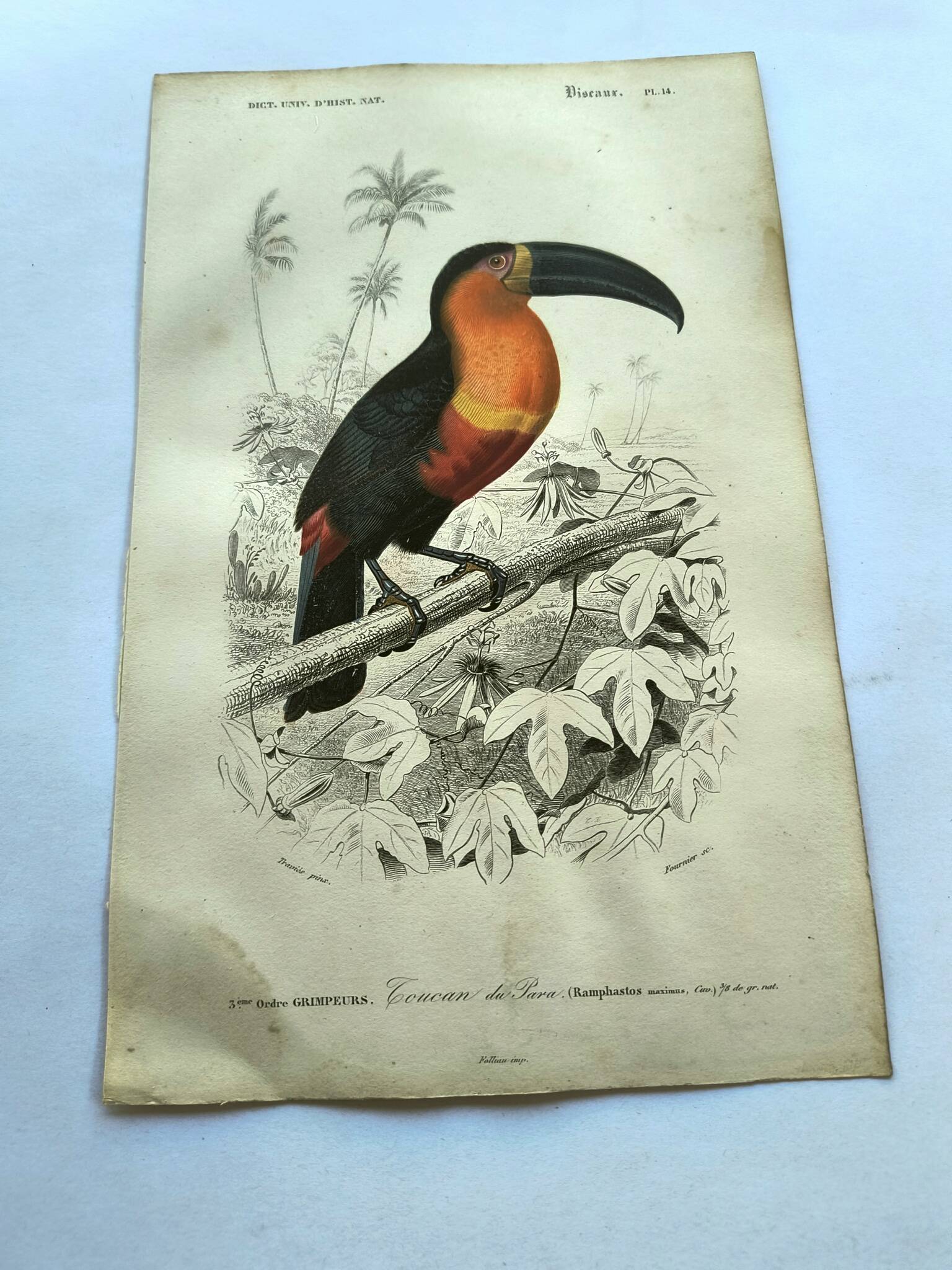 Gravure ancienne 1849 - Toucan par E.Travies. Lithographie iconique vintage