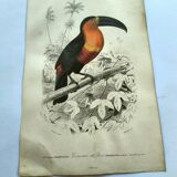 Gravure ancienne 1849 - Toucan par E.Travies. Lithographie iconique vintage