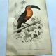 Antique engraving 1849 - Toucan by E. Travies. Vintage iconic lithograph