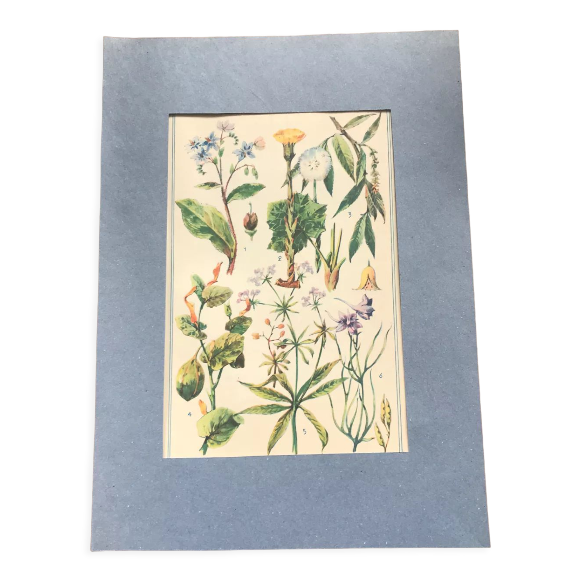 Original vintage VII botanical board