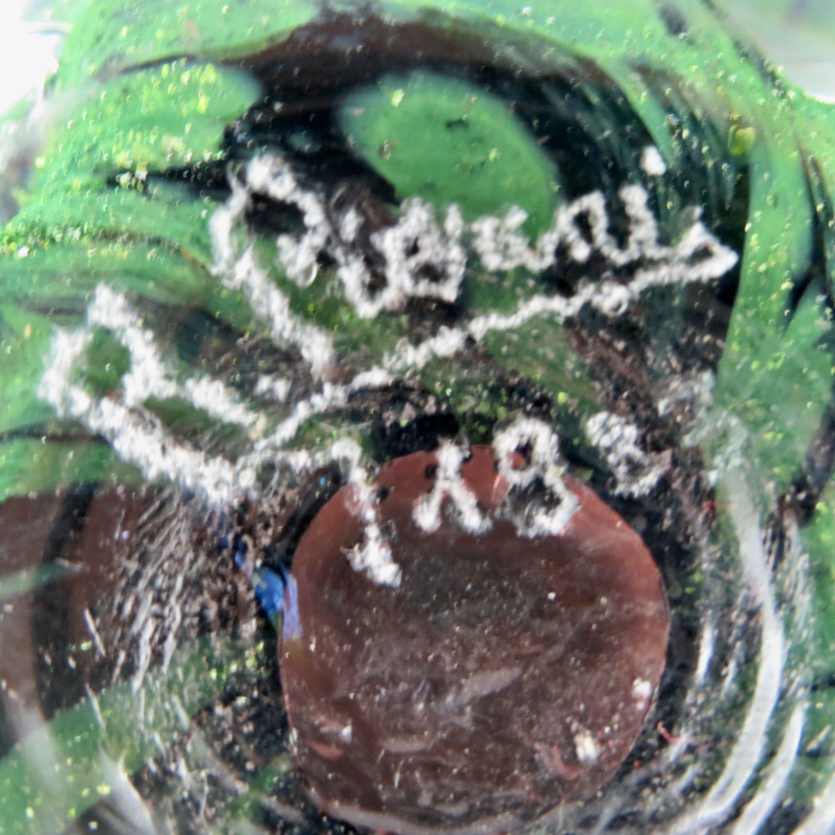 Sulfide paperweight robert pierini glass biot glass paperweight/novaro/green.