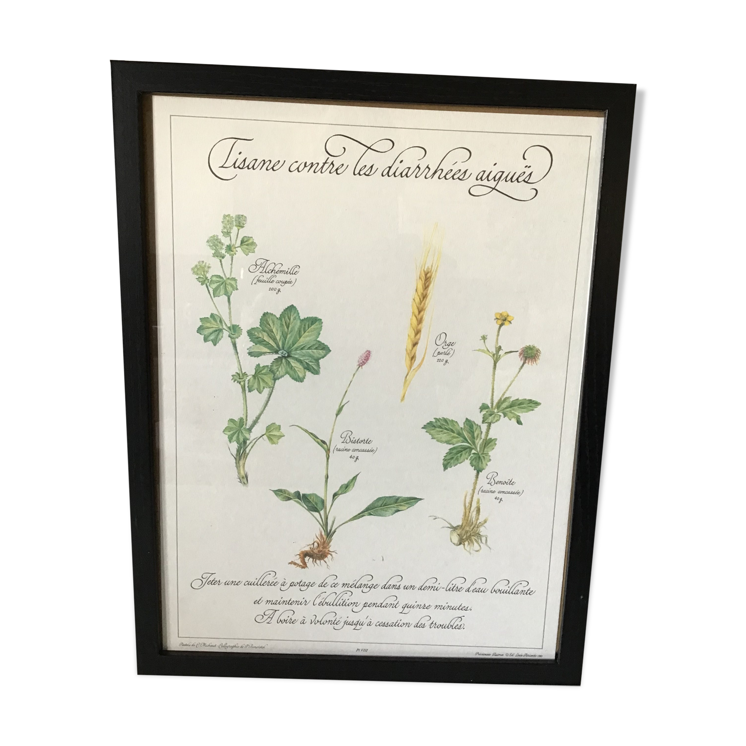 Botanical engraving precious herbal teas framed