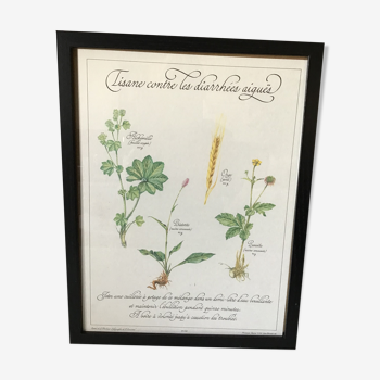 Botanical engraving precious herbal teas framed