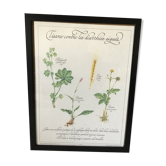 Botanical engraving precious herbal teas framed