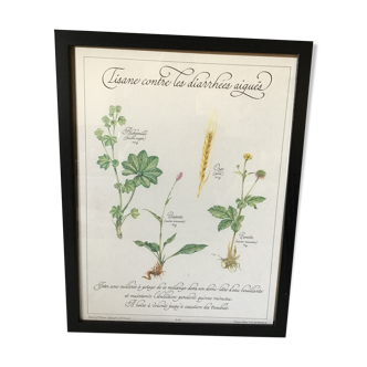 Botanical engraving precious herbal teas framed