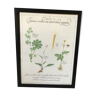 Botanical engraving precious herbal teas framed