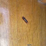 American oak wood office, circa 1930