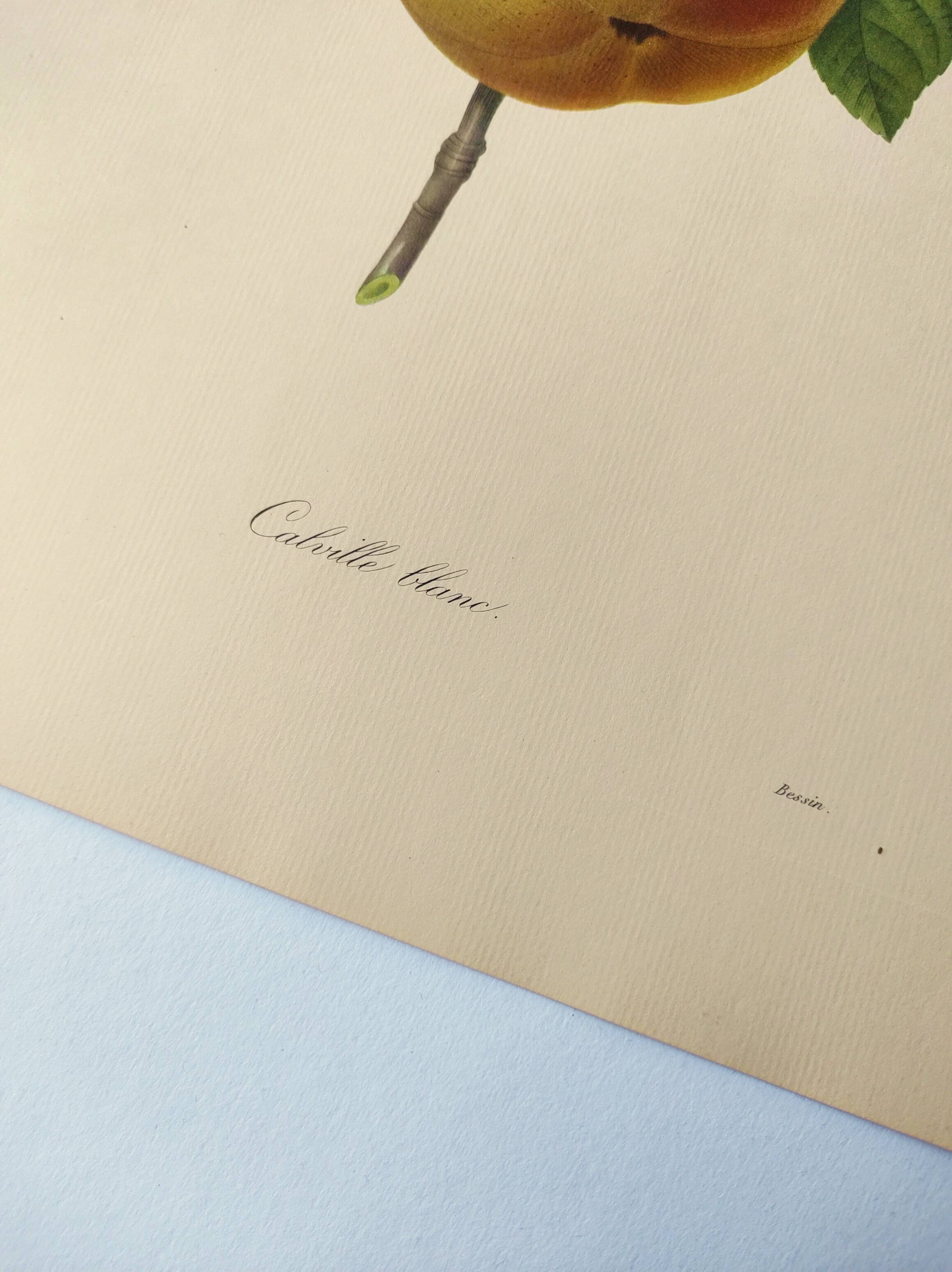 Antique fruit engraving -1955- Calville apple- By PJ Redouté. Vintage