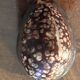 Lot of 8 old collectible shells - cabinet of curiosity