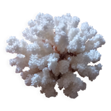 Coral shells