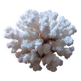Coral shells