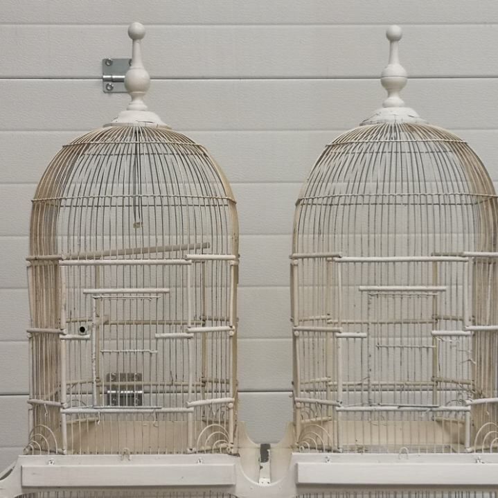 Double cage with birds in wooden metal white rectangular bell tower 1910