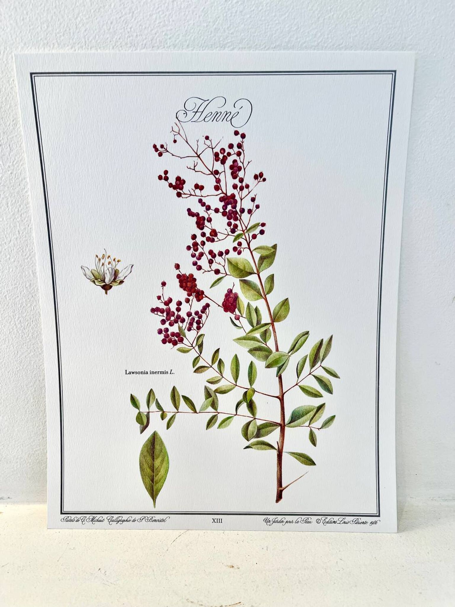 Botanical plate – Henna – Louis Pariente, 1986