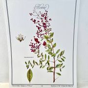 Botanical plate – Henna – Louis Pariente, 1986
