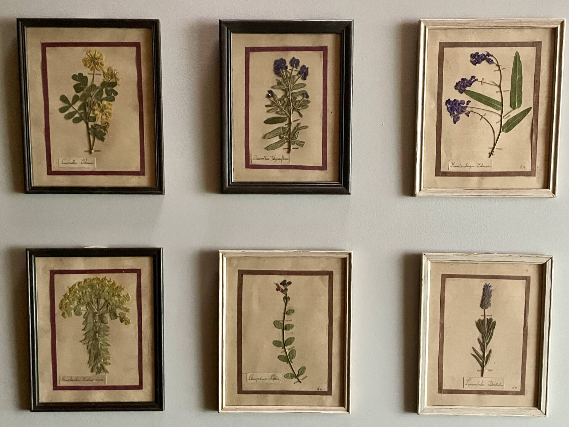 Set of 6 botanical plates