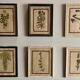Set of 6 botanical plates