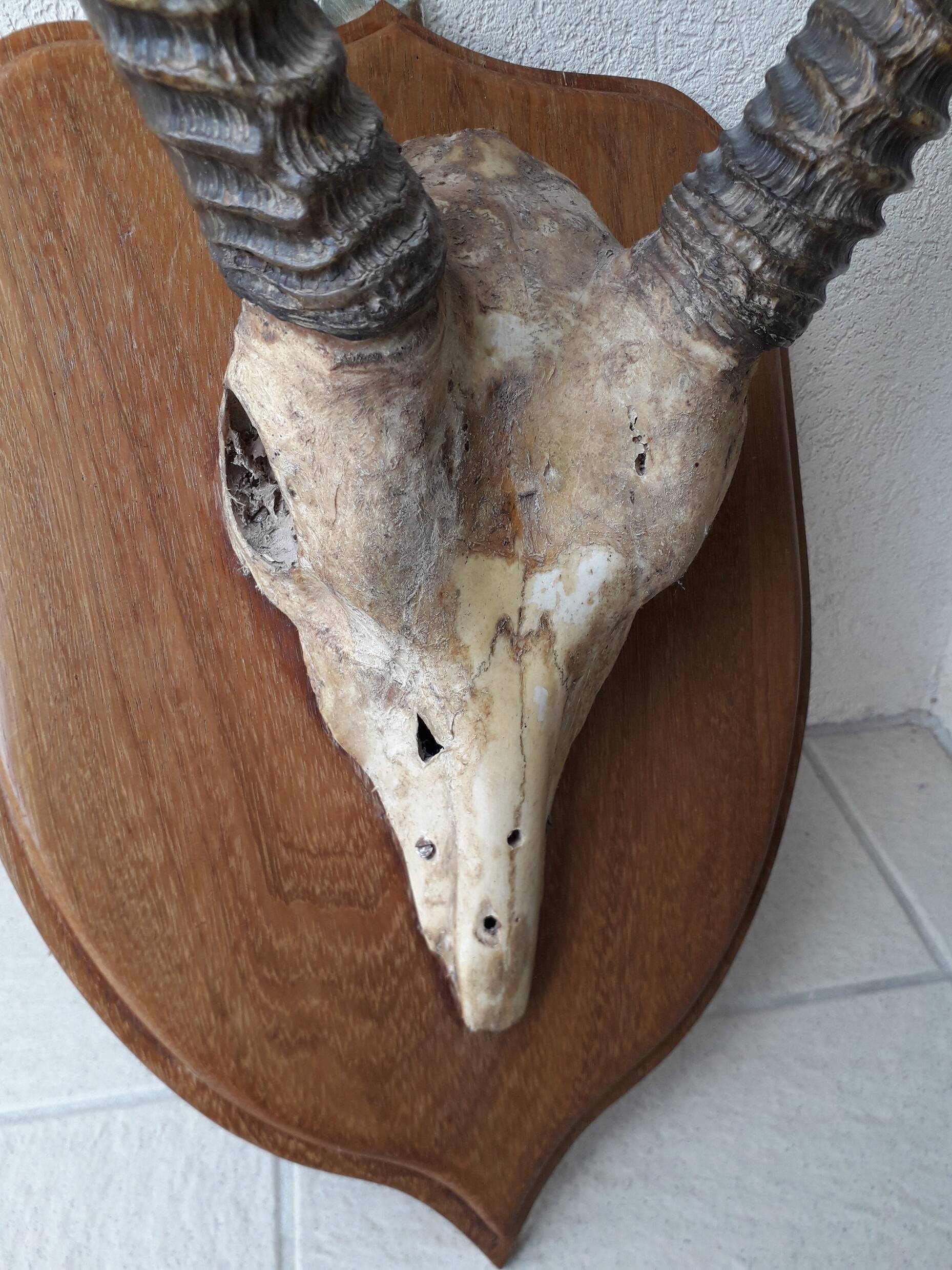 Trophée cornes d'Afrique