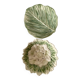 Drainer and sheet dish in cauliflower slip