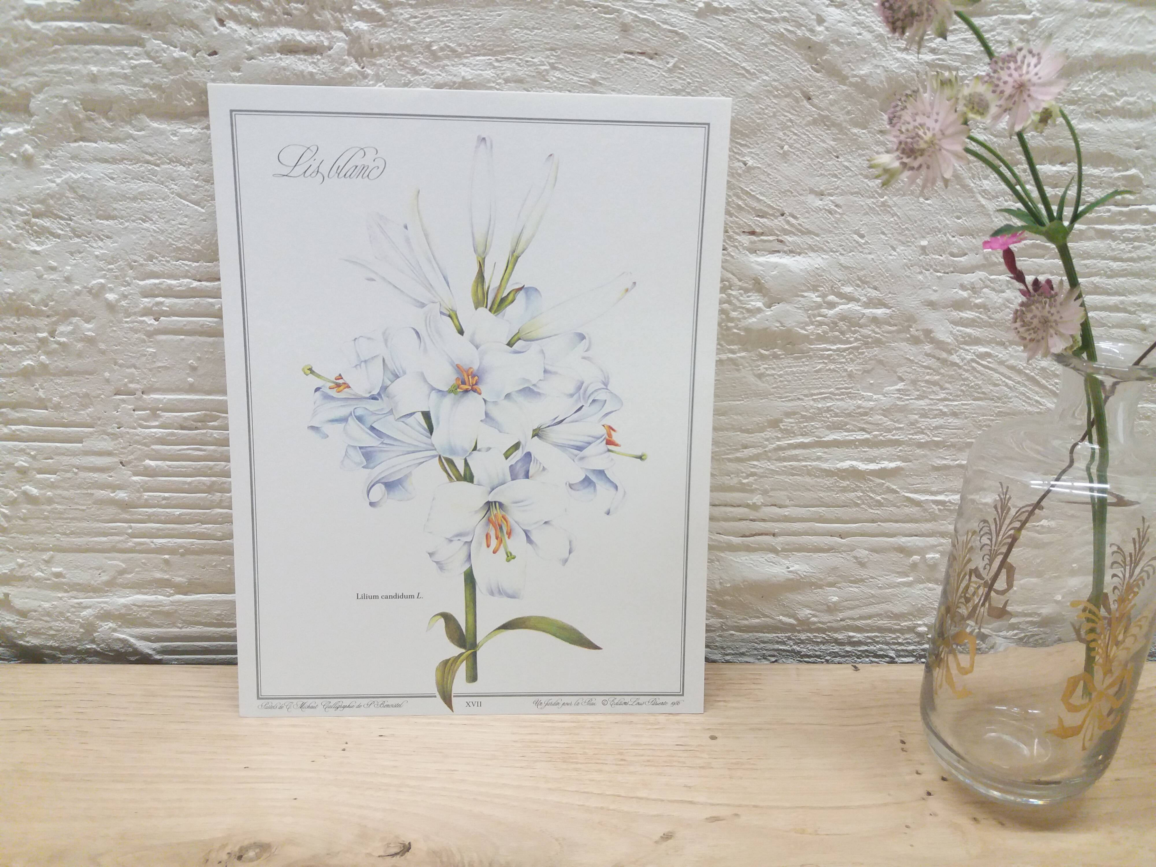 Lys white botanical board