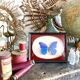 Naturalized butterfly frame