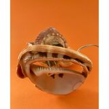 Shell lamp