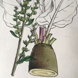 Botanical board duo, 1880