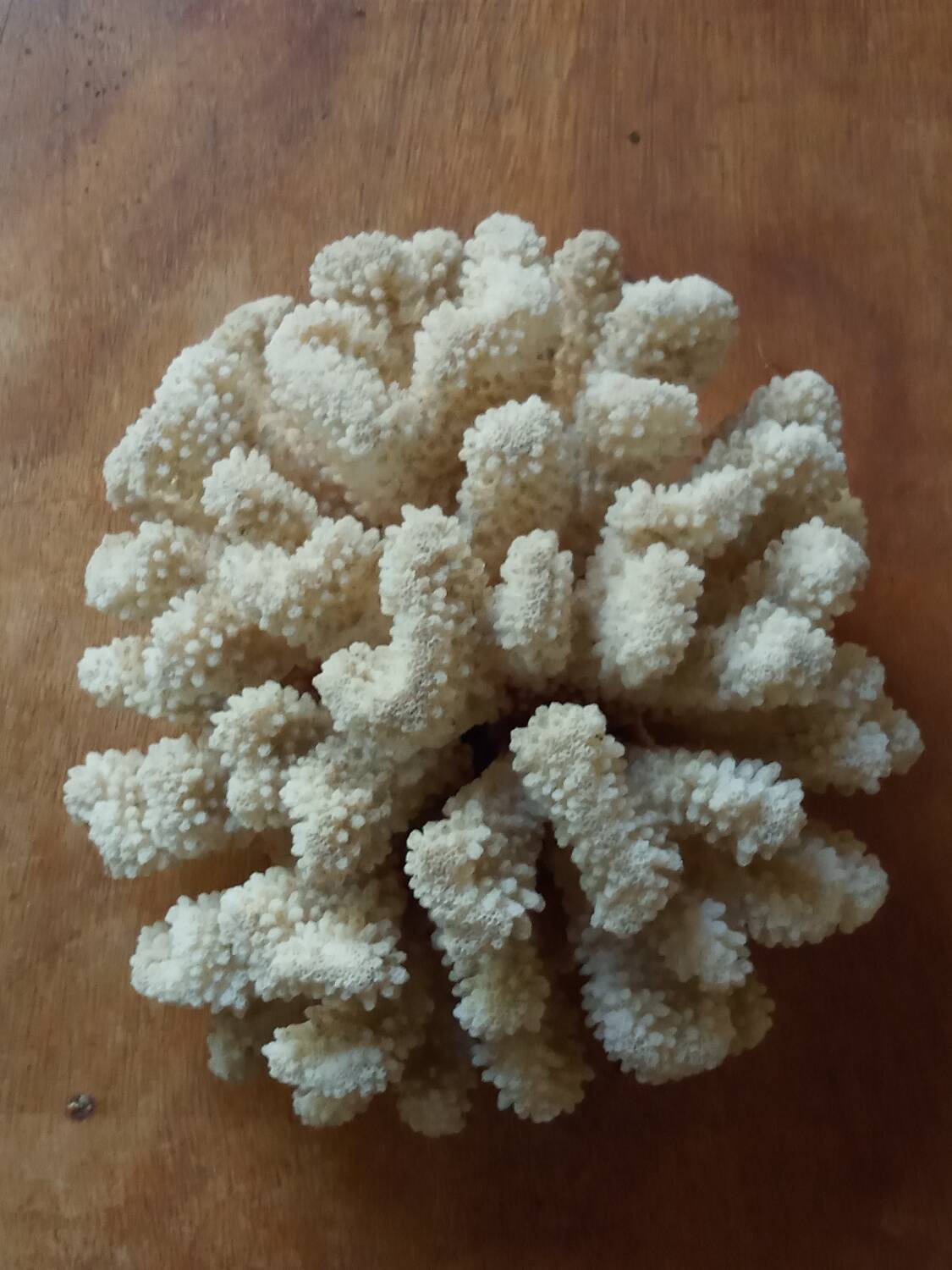 Ancient white coral
