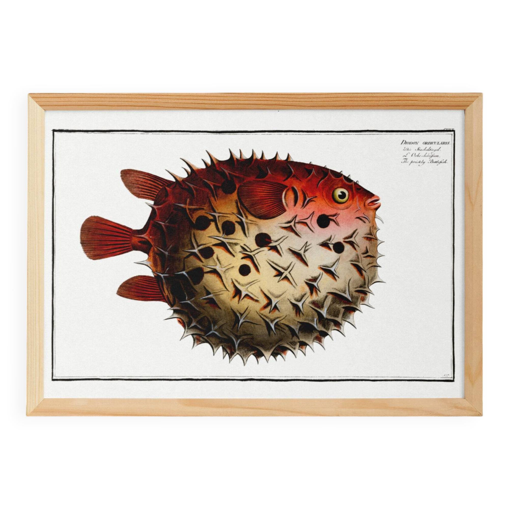 Poster on the spiny pufferfish, based on an old engraving from 1746.