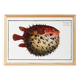 Poster on the spiny pufferfish, based on an old engraving from 1746.