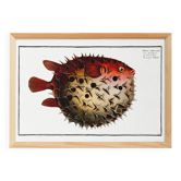 Poster on the spiny pufferfish, based on an old engraving from 1746.
