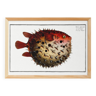 Poster on the spiny pufferfish, based on an old engraving from 1746.