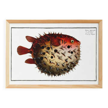 Poster on the spiny pufferfish, based on an old engraving from 1746.