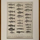 Lithograph on edible fish from 1918