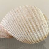 Coquillage de mer Tonna Galea vintage