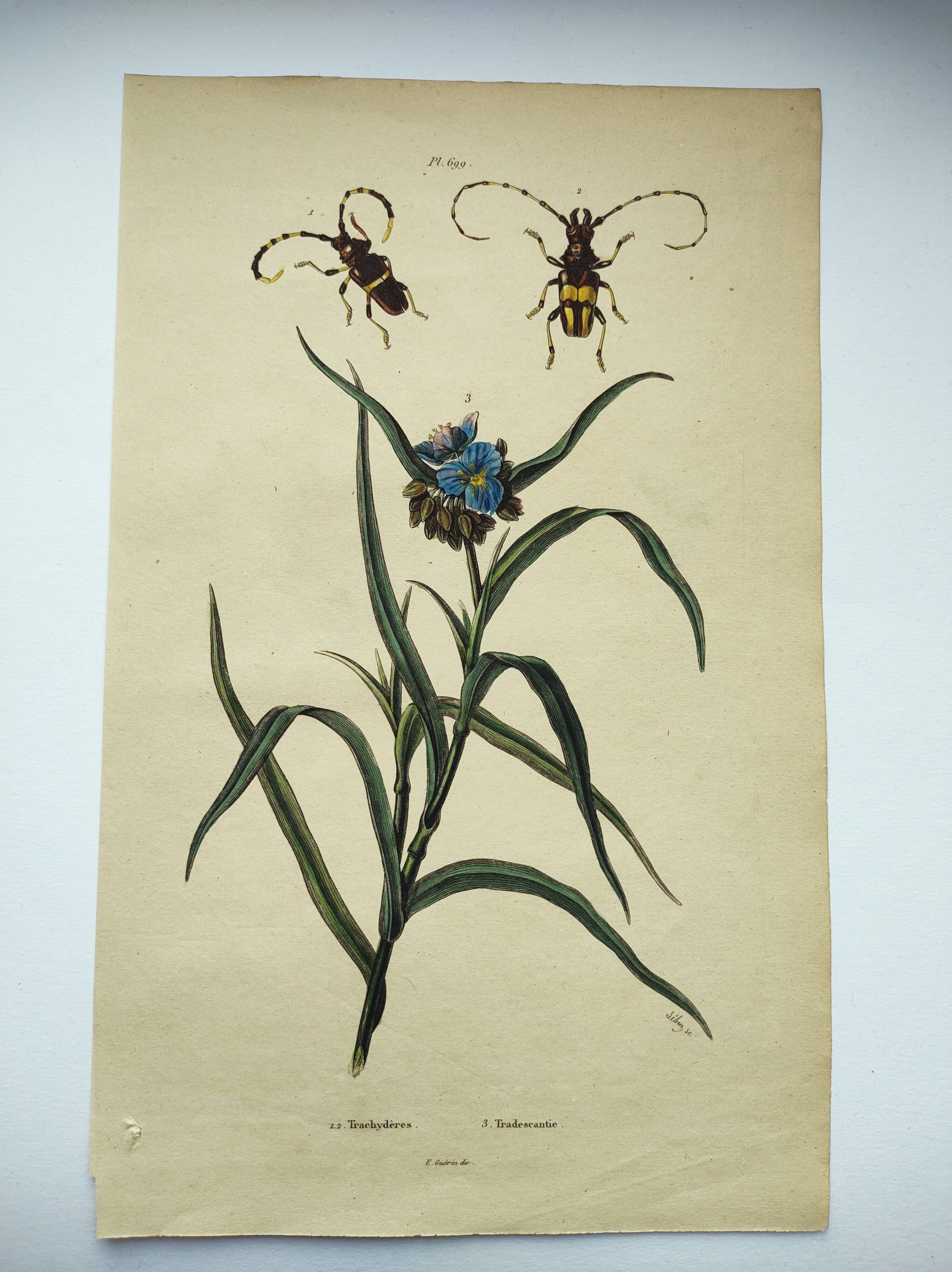 Gravure ancienne de 1838 -Plante Tradecantie et insecte- Planche coloriée à la main zoologique