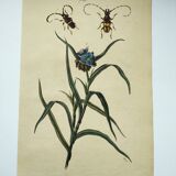 Gravure ancienne de 1838 -Plante Tradecantie et insecte- Planche coloriée à la main zoologique