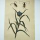 Old engraving from 1838 - Tradecantie plant and insect - Zoological hand-colored board