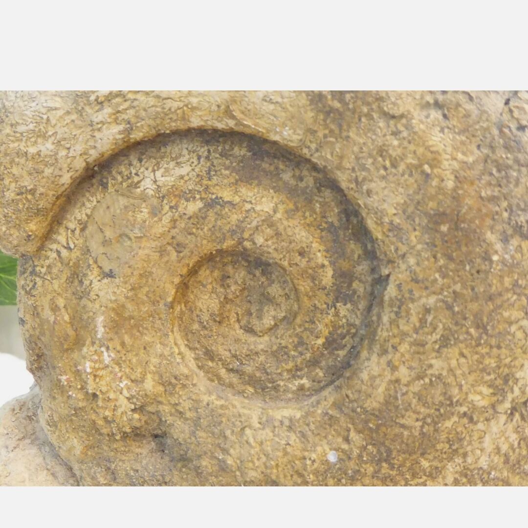 Fossil ammonite curiosity cabinet