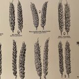 Lithograph on wheat from 1921