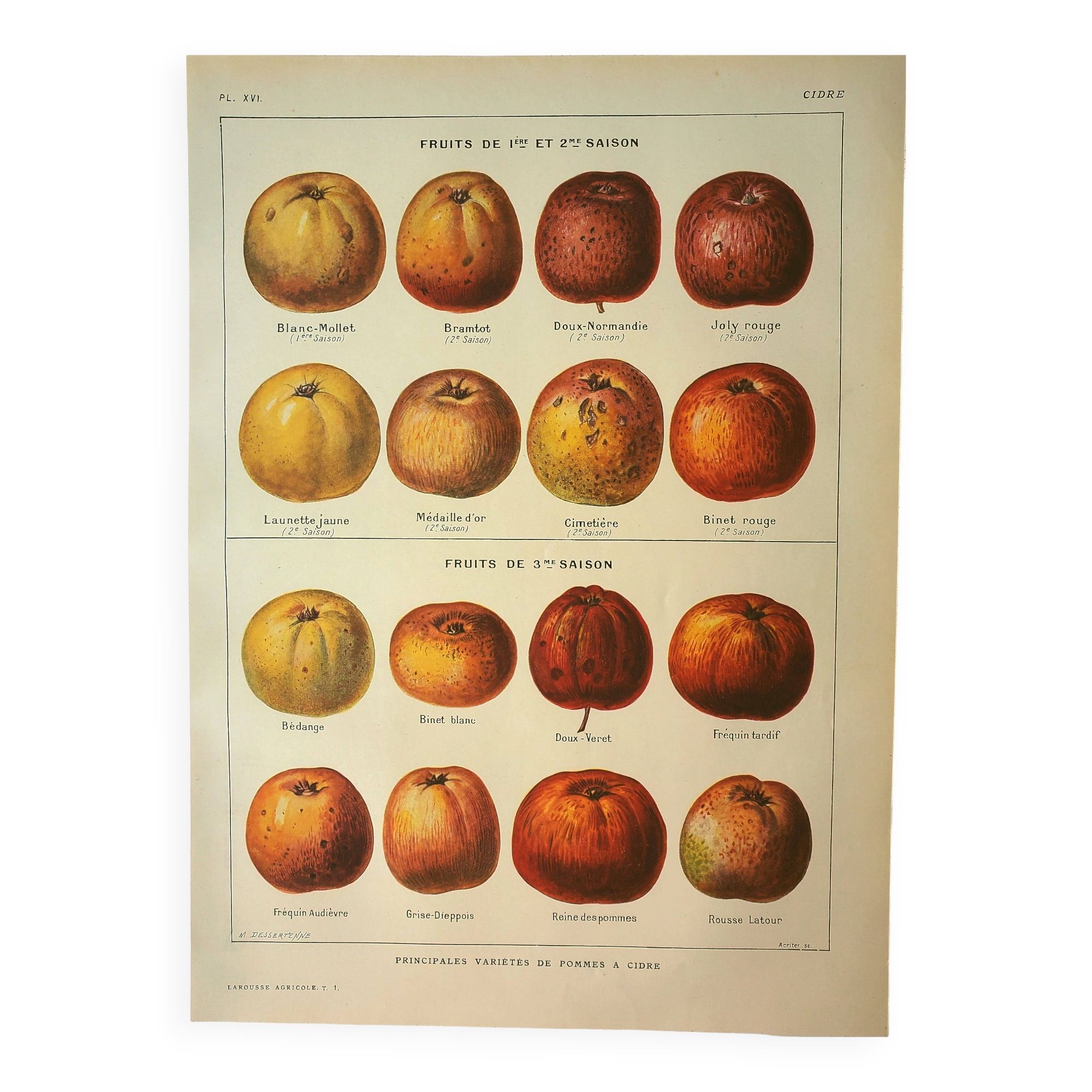 Antique lithograph 1921 - Cider apple - vintage fruit plate