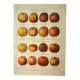 Antique lithograph 1921 - Cider apple - vintage fruit plate