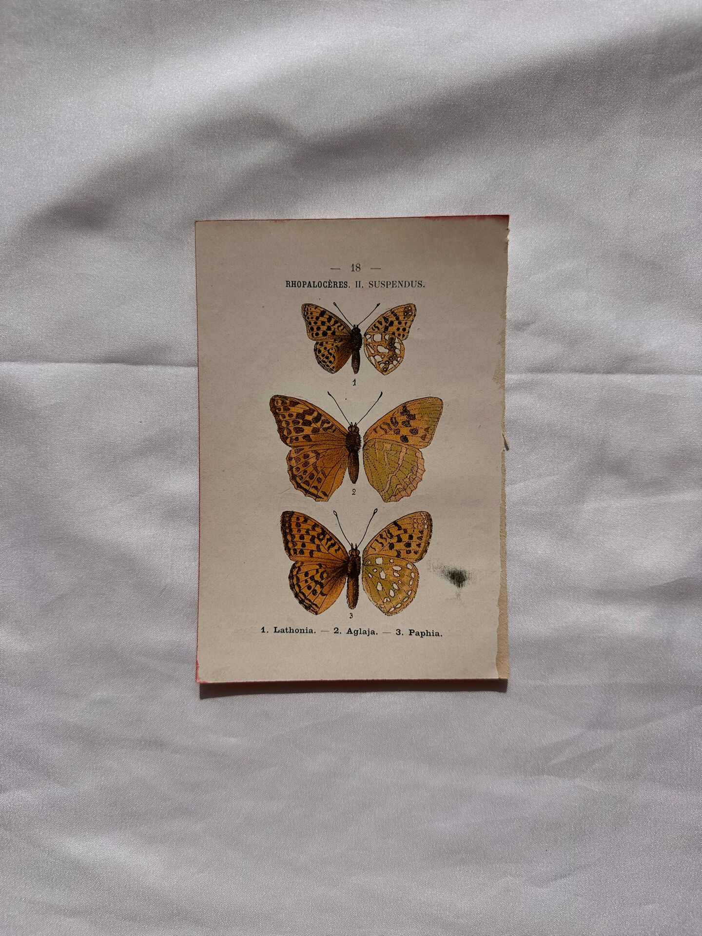 Botanical Plate 1800 Old naturalist engraving 19th century double-sided