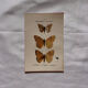 Botanical Plate 1800 Old naturalist engraving 19th century double-sided