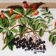 Wild fruit cake dish