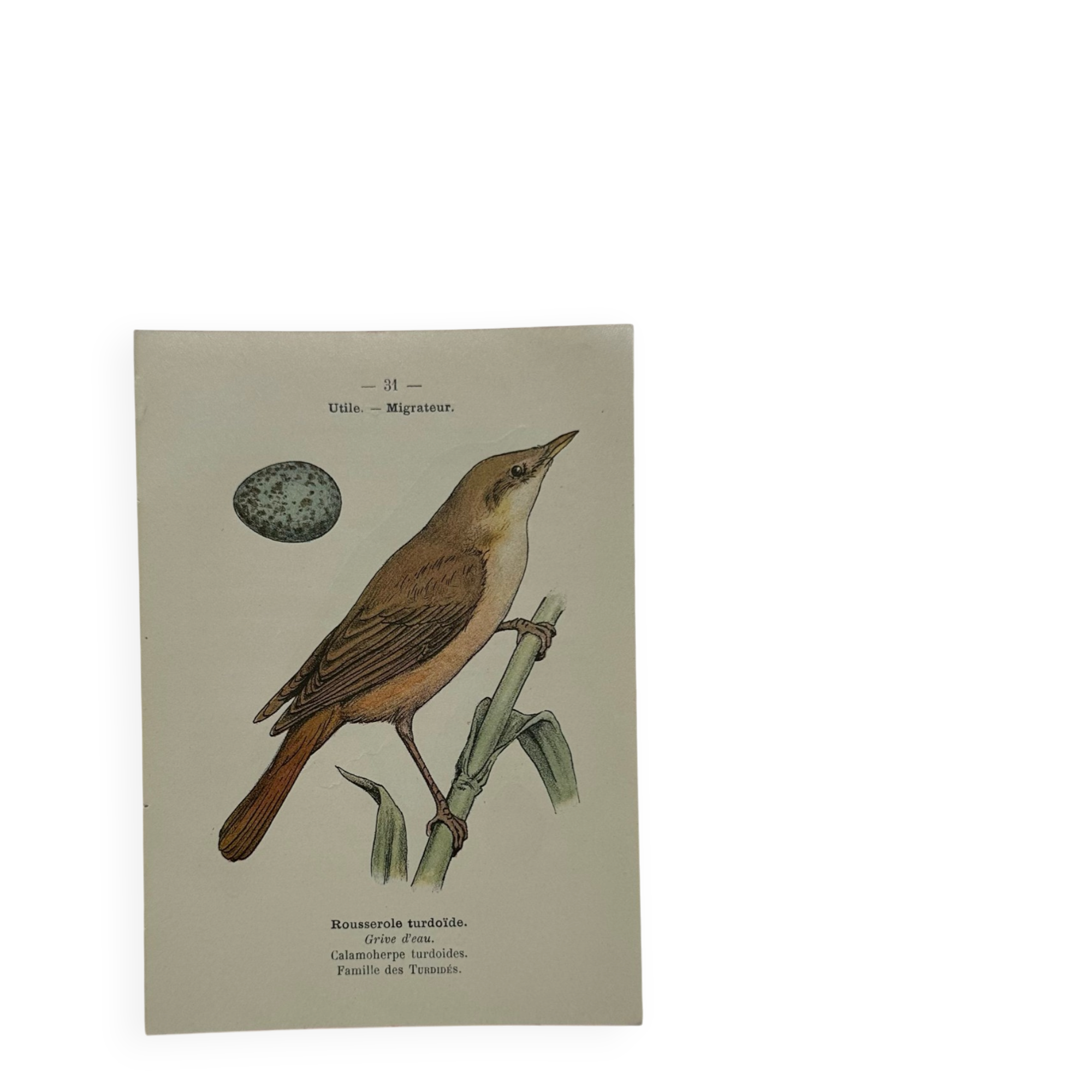 🐦 Botanical Plate Engraving of Birds, Naturalist, 19th Century, Double-sided A