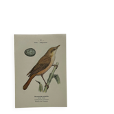 Planche Botanique Gravure oiseaux naturaliste  19eme recto verso  A