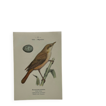 🐦 Botanical Plate Engraving of Birds, Naturalist, 19th Century, Double-sided A