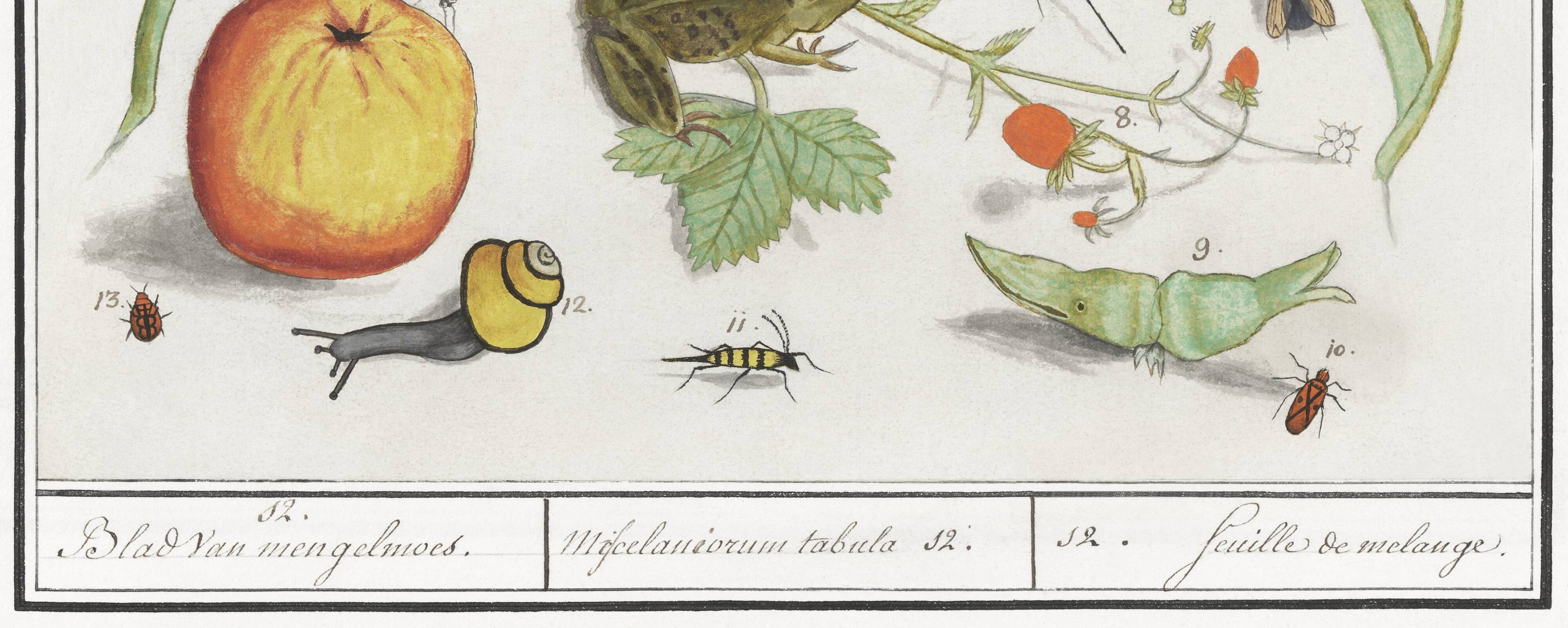 Small poster on "Insects and plants", after an old engraving from 1