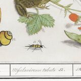 Small poster on "Insects and plants", after an old engraving from 1